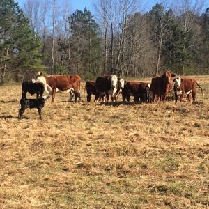 Meet your Posher, Lane